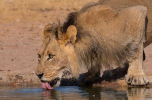 Wildlife